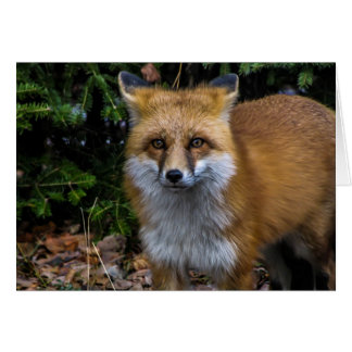 Wild Red Fox