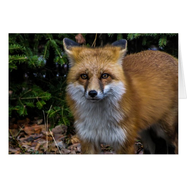 Wild Red Fox (Front Horizontal)