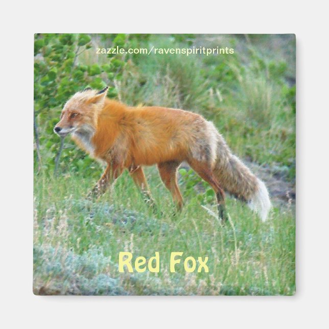 Wild Red Fox Animal Wildlife Fun Magnet (Front)