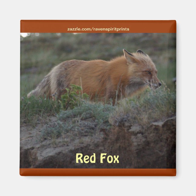 Wild Red Fox Animal Wildlife Fun Magnet (Front)