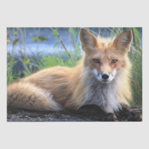 Wild Red Fox Tissue Paper