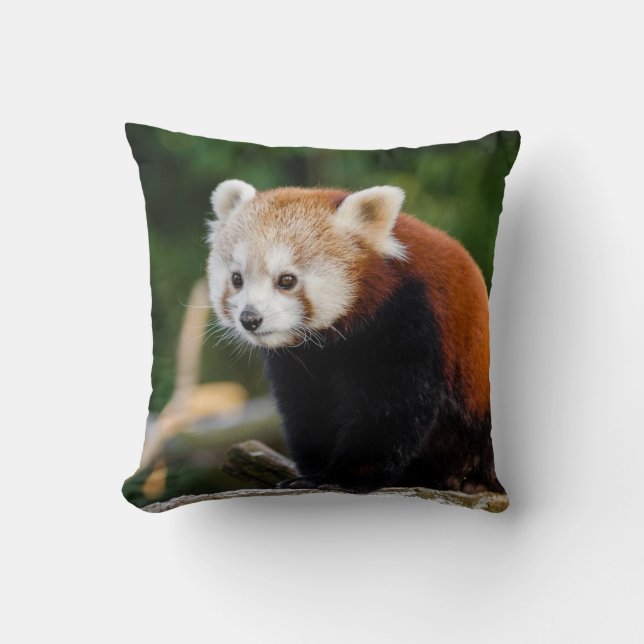 Wild Red Panda Cute Photo Cushion (Front)