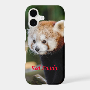 Wild Red Panda Snowy Log Photo