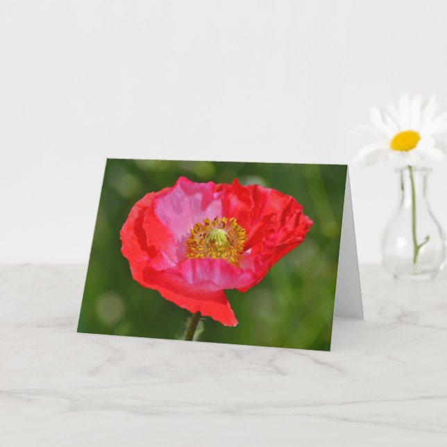Wild Red Pink Poppy Flower Art Note Card (Small Plant)