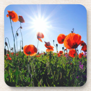 Wild Red Poppies Flowers Coaster