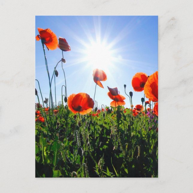 Wild Red Poppies Flowers Postcard (Front)