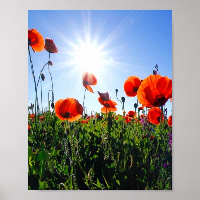 Wild Red Poppies Flowers Poster (Front)