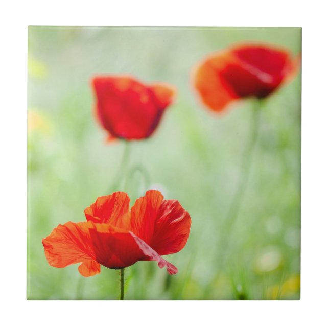 Wild red poppy flower ceramic tile (Front)