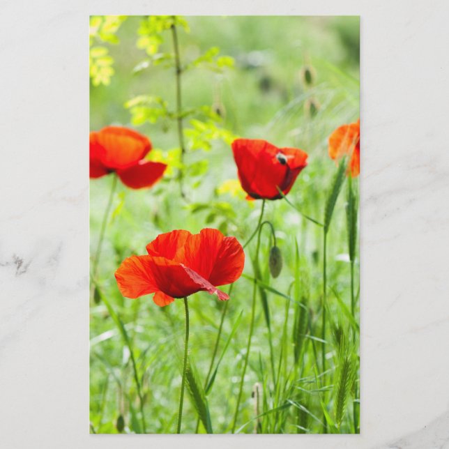 Wild red poppy flower flyer (Front)