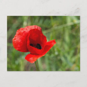 Wild red poppy flower postcard