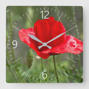 Wild red poppy flower square wall clock