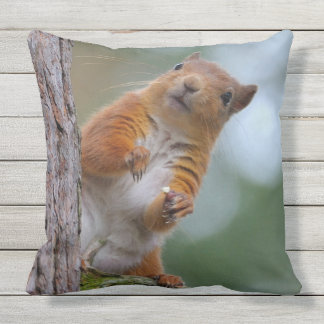 Wild Red Squirrel in the Scottish Highlands Photo Outdoor Cushion