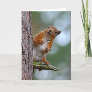 Wild Red Squirrel Scottish Highlands Photo Blank Card