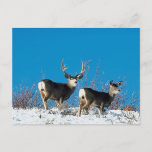 Wild Reindeer Postcard