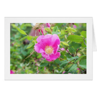 Wild Rose