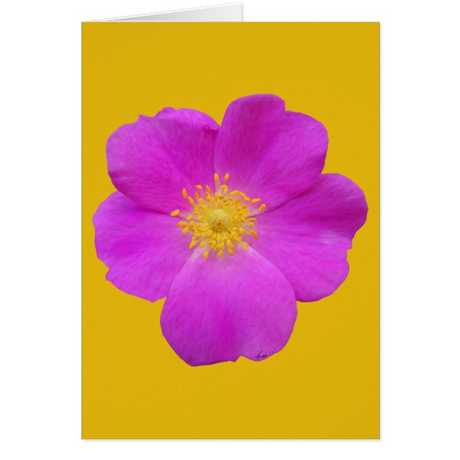 Wild Rose 2 (Front)