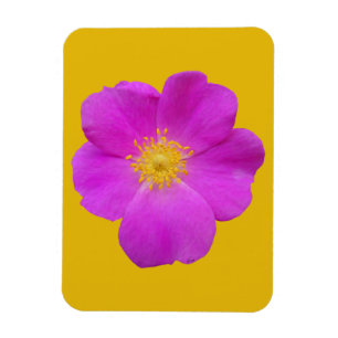 Wild Rose 2 Magnet