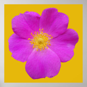 Wild Rose 2 Poster