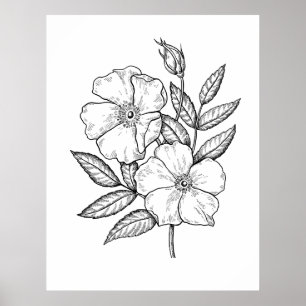 Wild Rose Bloom Drawing Poster