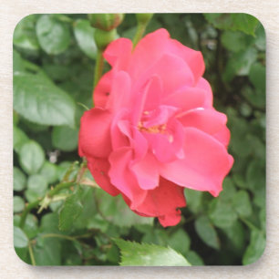 Wild Rose Cork Coaster