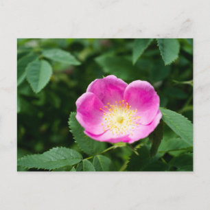 Wild rose flower postcard