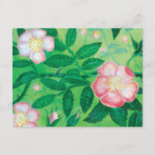 Wild rose flowers   postcard