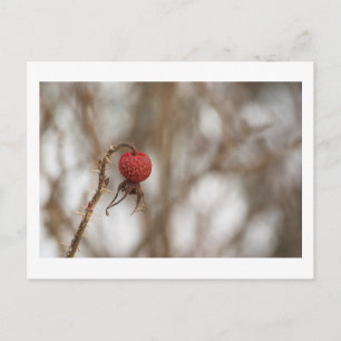 Wild Rose Fruit Postcard
