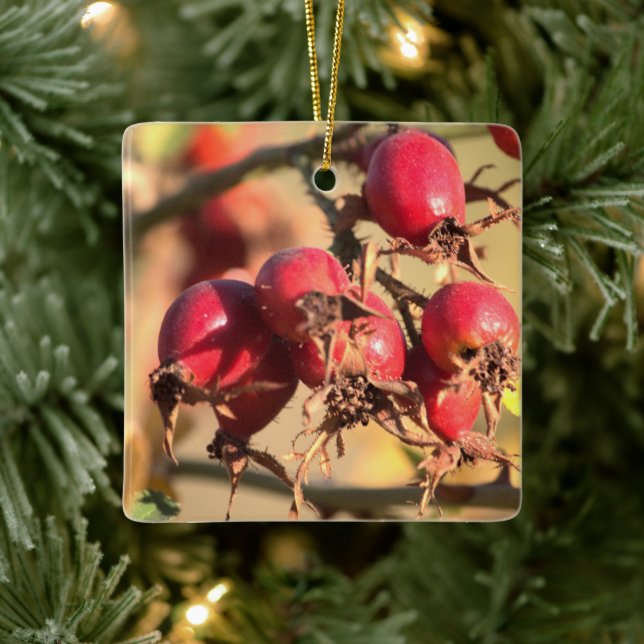 Wild Rose Hips Christmas Ornament (Tree)
