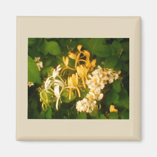 Wild Rose Honeysuckle Refrigerator Magnet