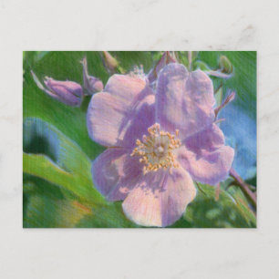 Wild Rose Mixed Media Drawing Postcard