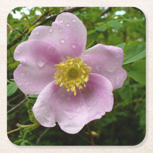 Wild Rose Paper Coasters