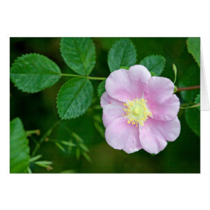 Wild Rose Pink Blank