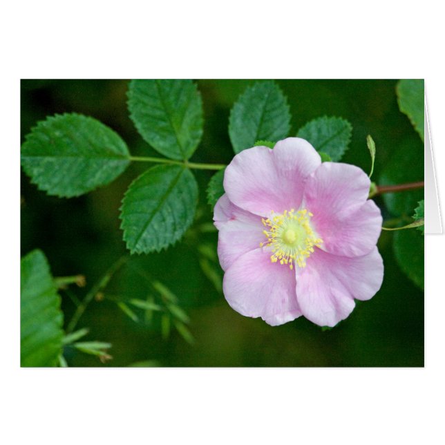 Wild Rose Pink Blank (Front Horizontal)