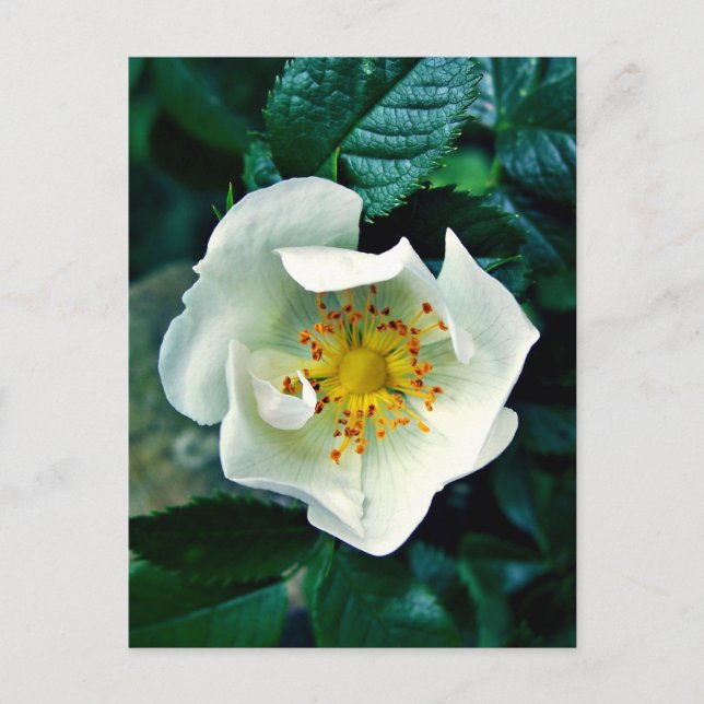 Wild Rose Postcard (Front)