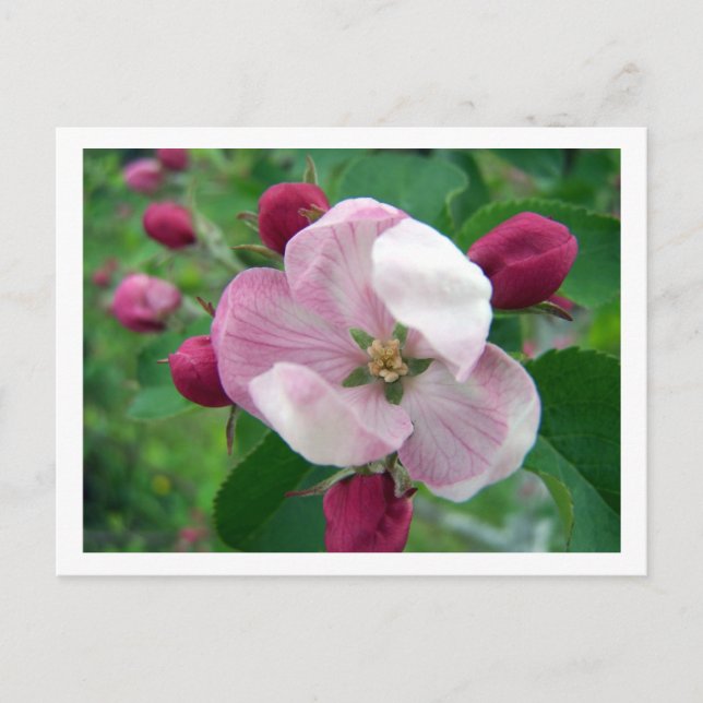 Wild Rose Postcard (Front)