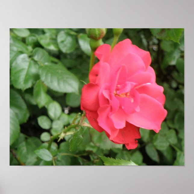 Wild Rose Poster (Front)
