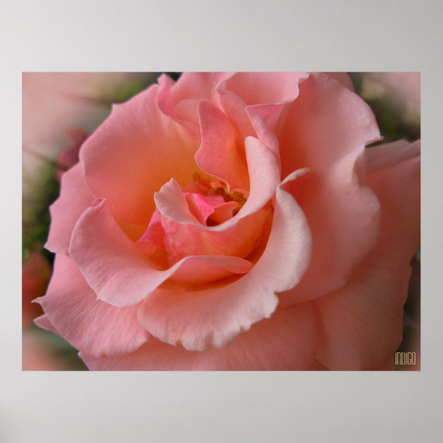 Wild Rose Poster Print Beautiful Flower Art Print (Front)