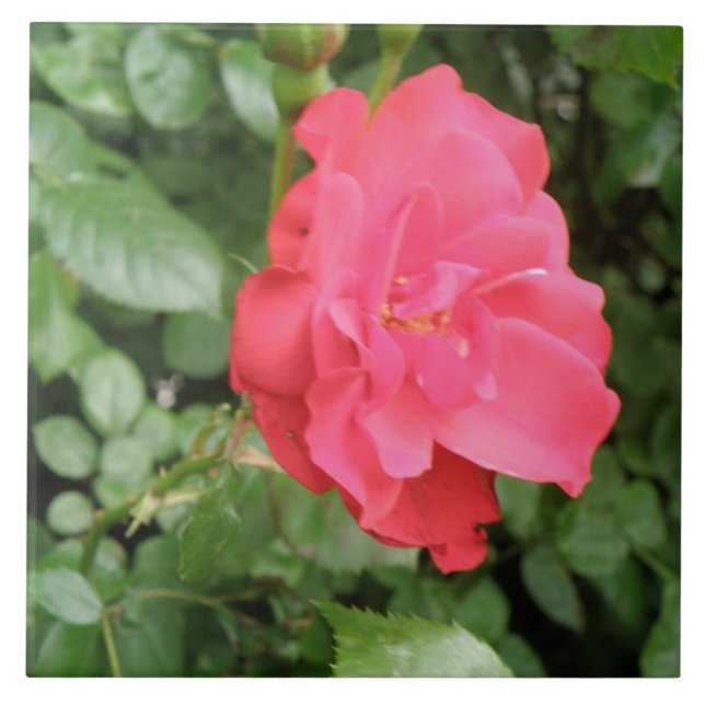 Wild Rose Tile (Front)