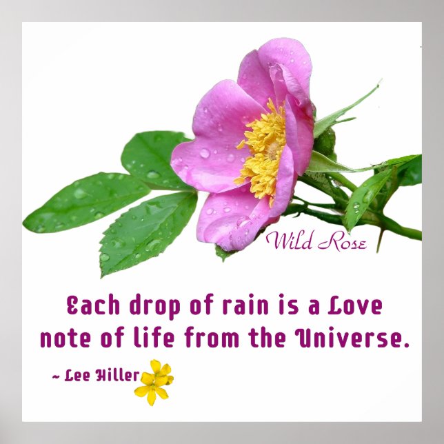 Wild Rose Wildflower Rain Quote Poster (Front)