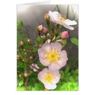 Wild Roses