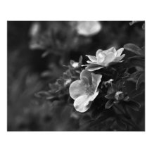 Wild Roses - Floral Fine Art Photo