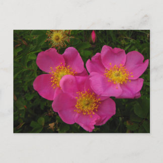 Wild Roses Postcard