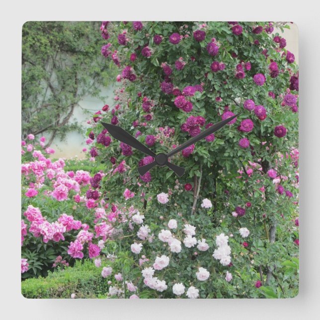 Wild Roses Square Wall Clock (Front)