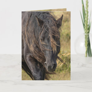 Wild Sable Island Stallion's Mane Greeting Cards