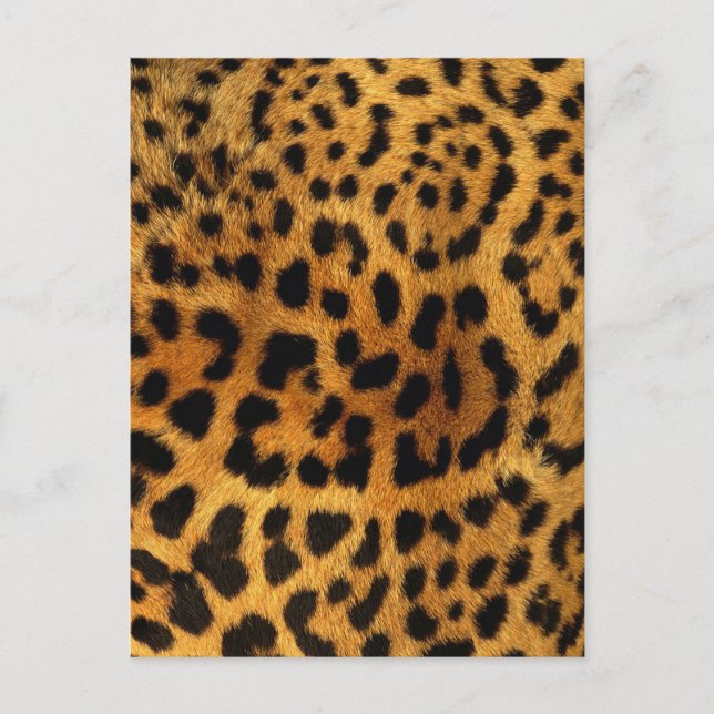 wild Safari animal cheetah girly leopard print Postcard (Front)