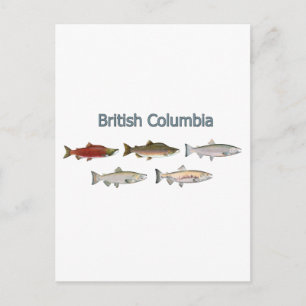 Wild Salmon Postcard