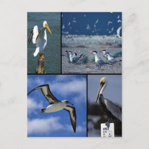 Wild sea birds postcard