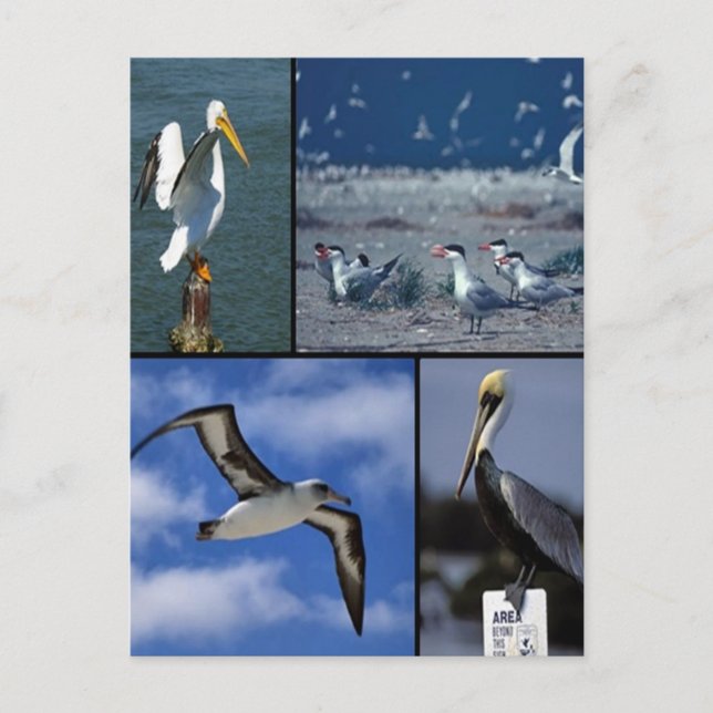 Wild sea birds postcard (Front)