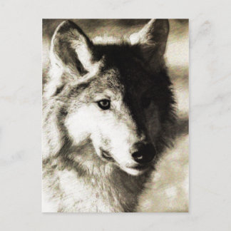 Wild Series 19 Postcard