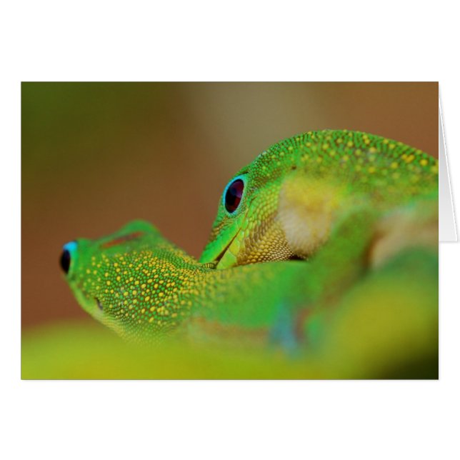 Wild Side Lighthearted Romantic Fun (Front Horizontal)